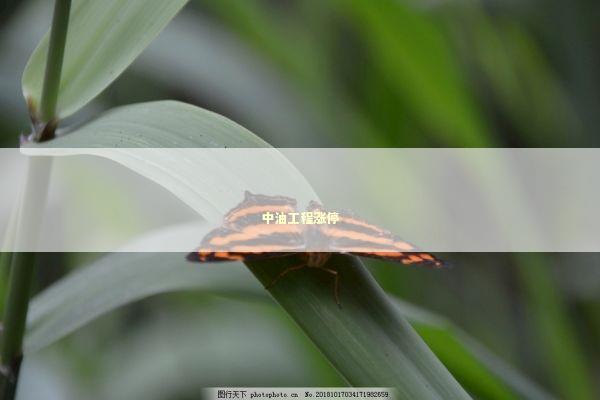 中油工程涨停 新闻