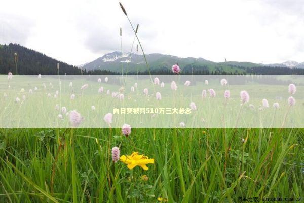 向日葵被罚510万三大悬念